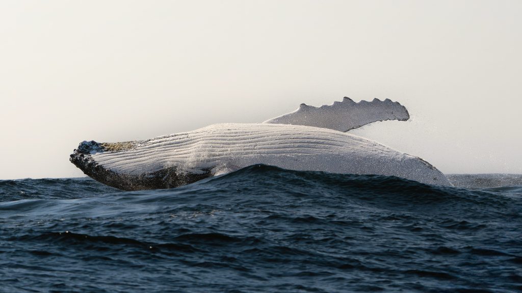 A large male humpback whale breaching over the waters of the East Coast in Australia