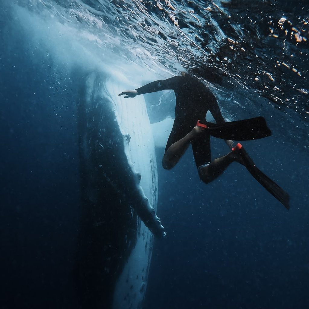 Encounter majestic humpback whales on a whale swim sunshine coast. Book whale swim now!