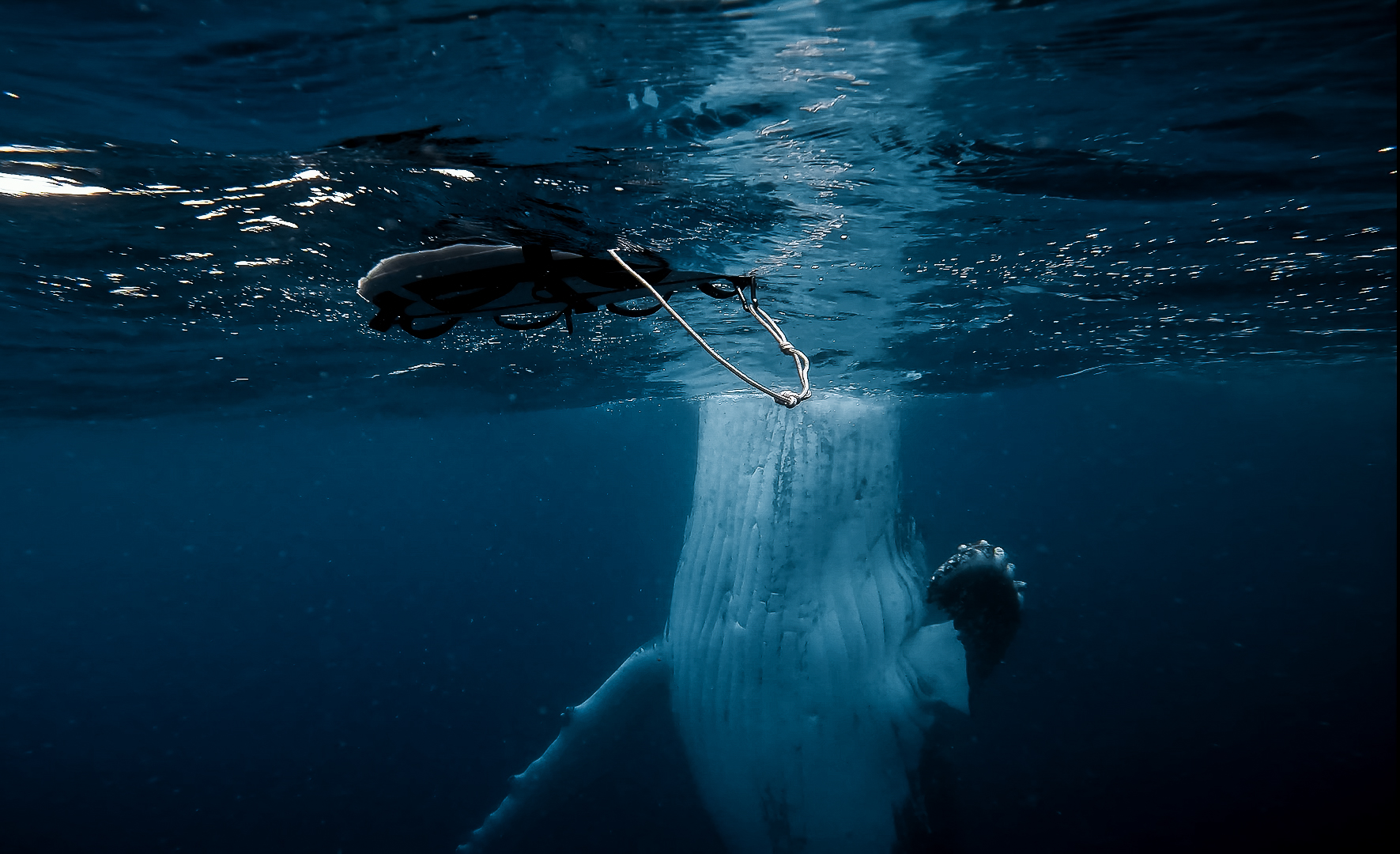 Freediving next to humpback whales. 