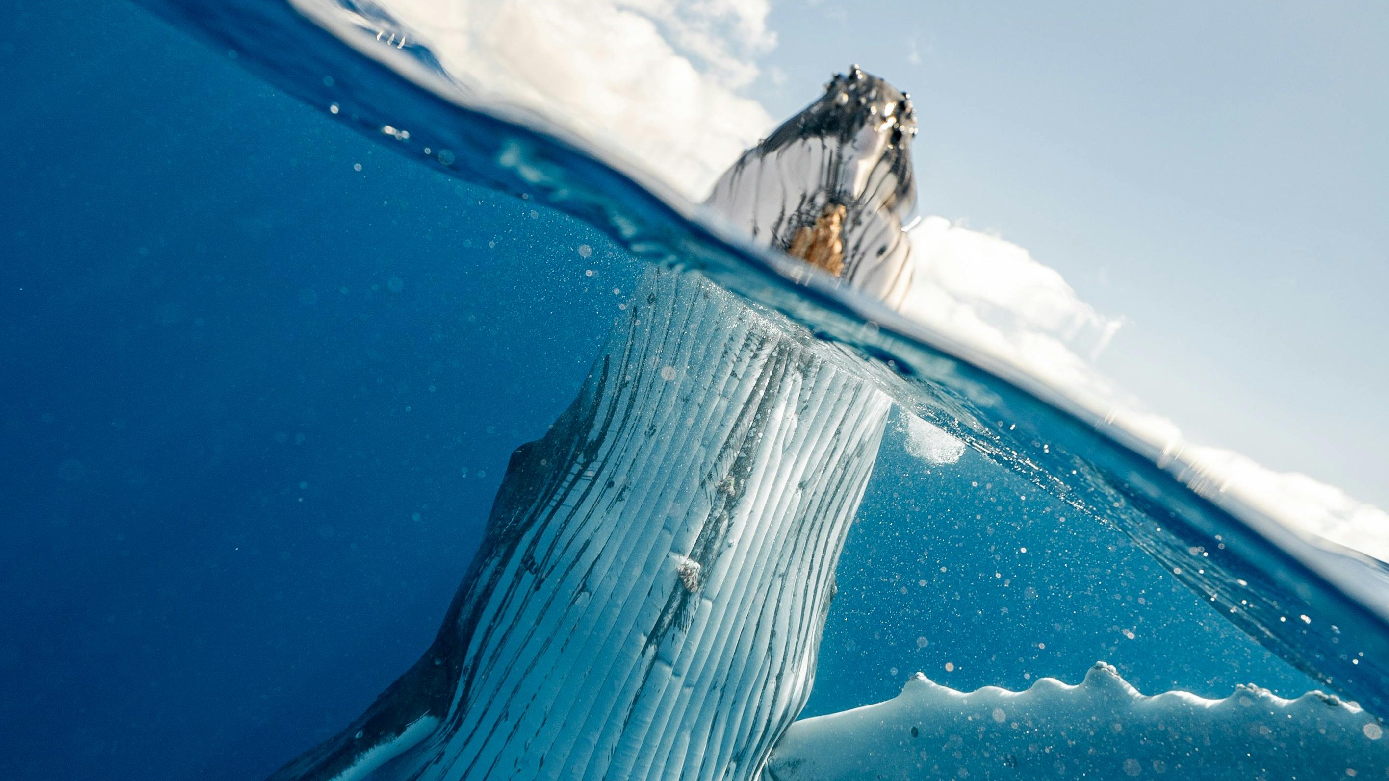 Book Whale Swim Sunshine Coast