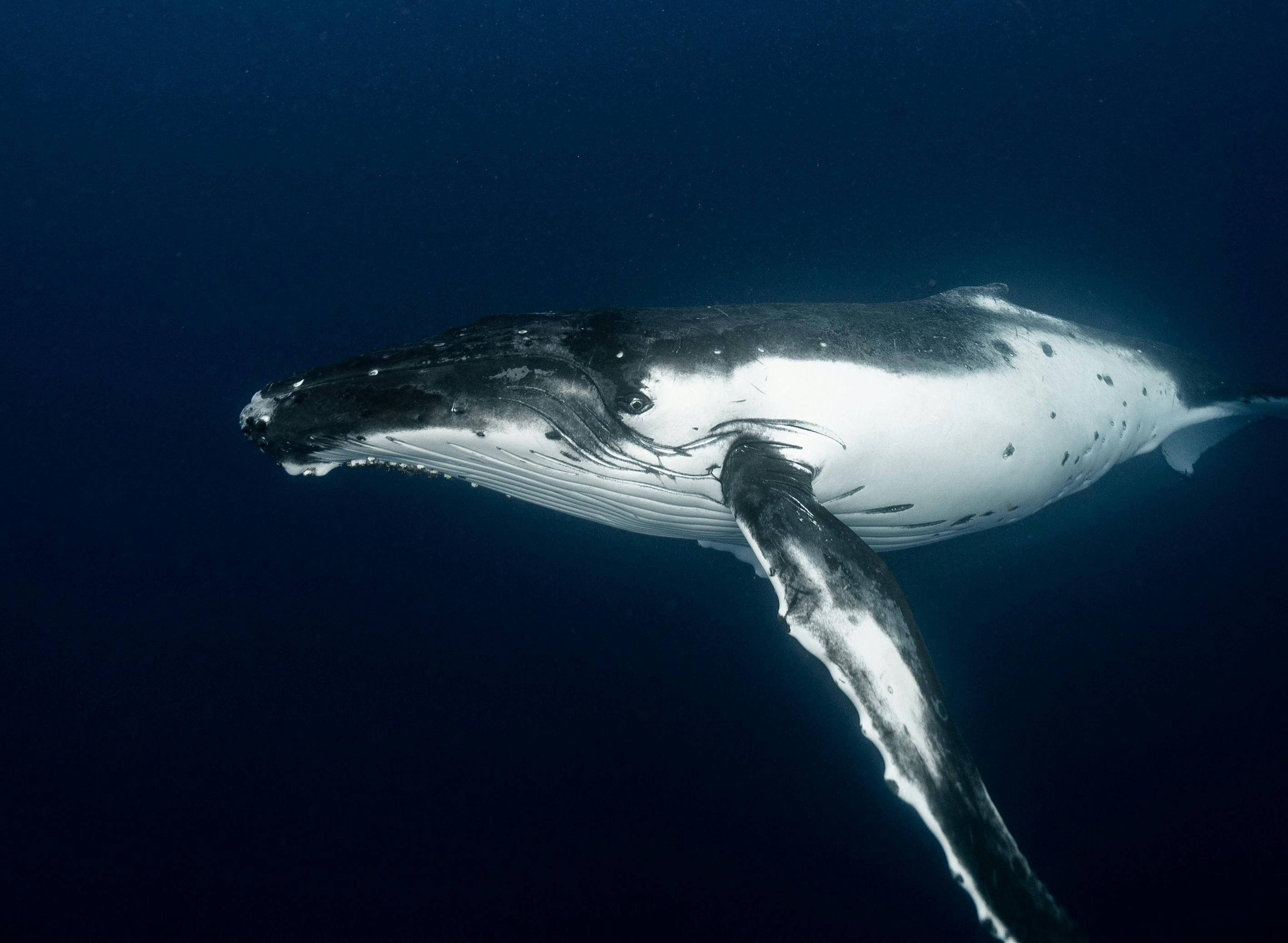Why Swimming with Humpback Whale in Queensland Should Be on Your Bucket List